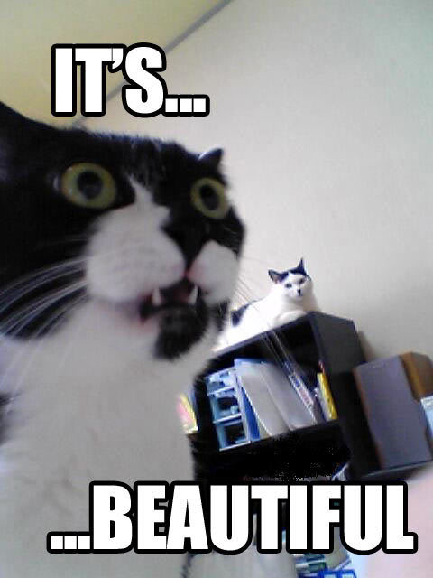 71809-cat_its_beautiful.jpeg