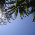 Sunbathing under palms