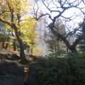 Trees and skyscrapers